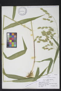 Chasmanthium latifolium image