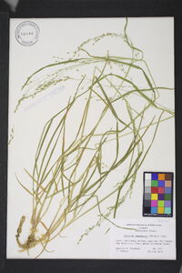 Glyceria canadensis image