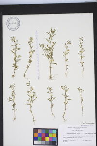 Chaenorhinum minus image