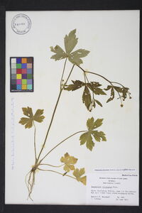 Ranunculus recurvatus var. recurvatus image