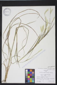 Andropogon ternarius image