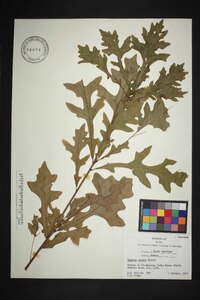 Quercus lyrata image