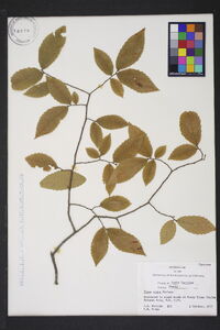 Ulmus alata image