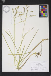 Glyceria canadensis image