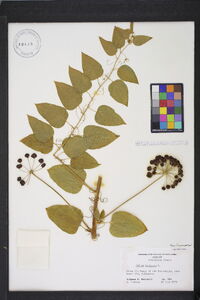 Smilax herbacea image