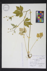 Ranunculus recurvatus var. recurvatus image