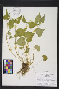 Viola canadensis var. canadensis image