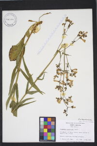 Penstemon australis image