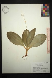 Clintonia borealis image