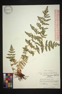 Woodsia obtusa subsp. obtusa image