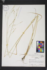 Festuca subverticillata image