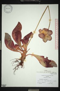 Sarracenia purpurea image