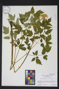 Actaea rubra image