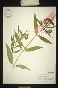 Asclepias incarnata var. incarnata image