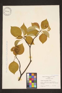 Cornus sericea subsp. sericea image