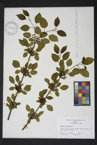 Rhamnus cathartica image