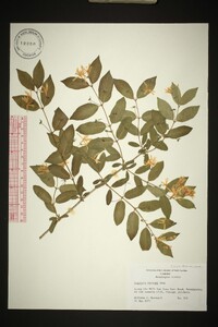 Lonicera morrowii image