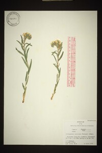 Lithospermum canescens image