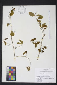 Berchemia scandens image