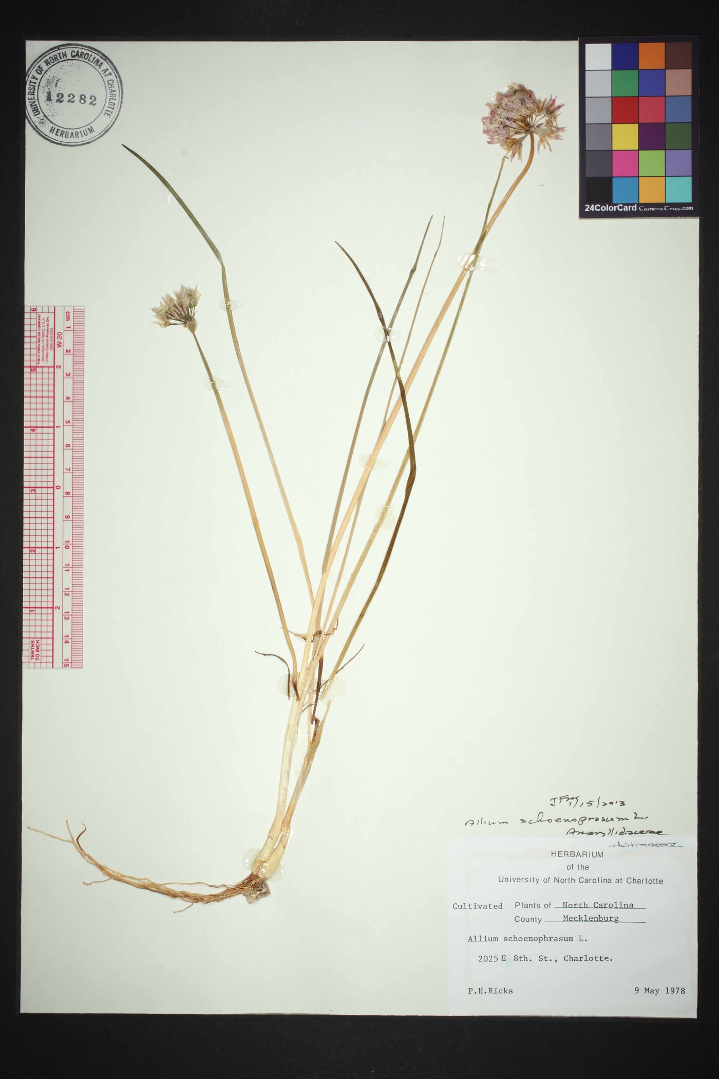 Allium schoenoprasum var. schoenoprasum image