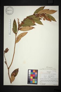 Leucothoe axillaris image