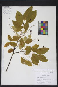 Prunus serotina var. serotina image