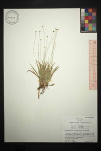 Lachnocaulon anceps image