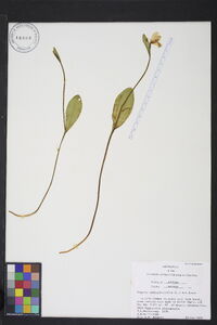 Pogonia ophioglossoides image