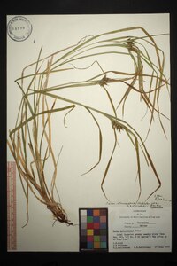 Carex intumescens var. fernaldii image