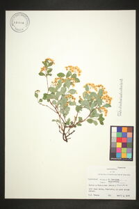 Spiraea × vanhouttei image