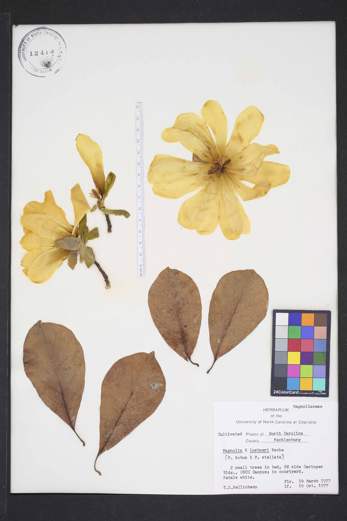 Magnolia loebneri image