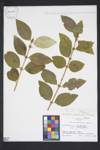 Ligustrum lucidum image