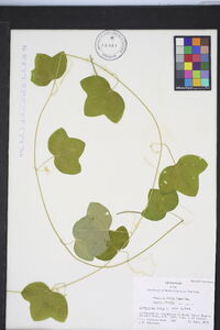 Passiflora lutea var. lutea image
