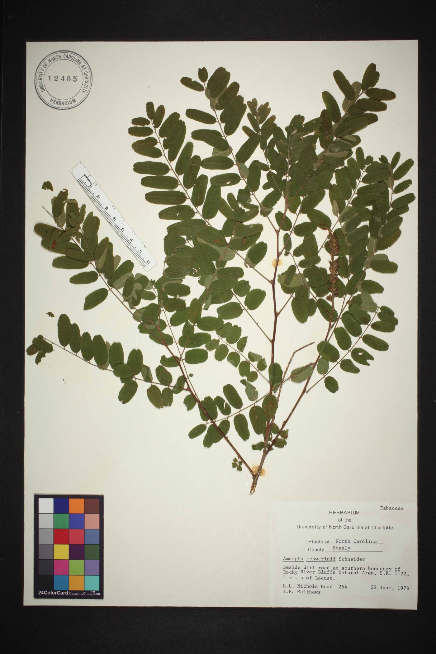 Amorpha schwerinii image