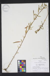 Oenothera fruticosa var. fruticosa image