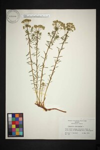 Euphorbia cyparissias image