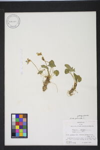 Viola palmata image