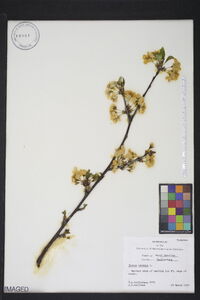 Prunus cerasus image