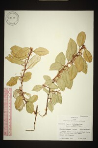 Elaeagnus pungens image