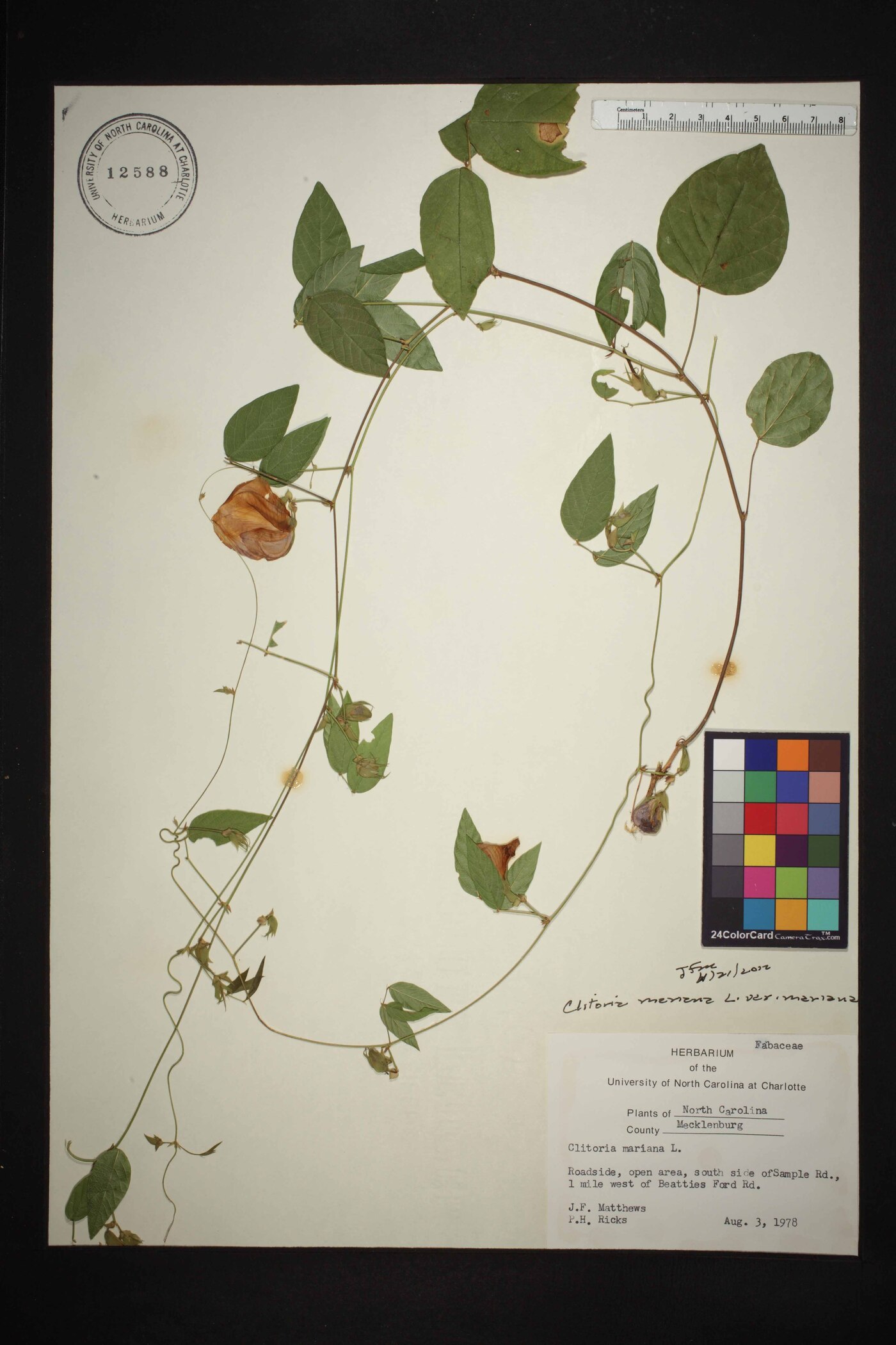 Clitoria mariana var. mariana image