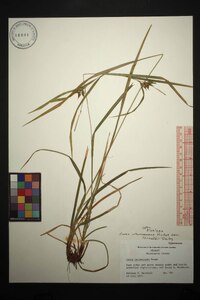 Carex intumescens var. fernaldii image