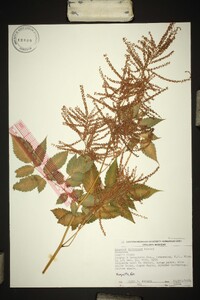 Aruncus sylvester image