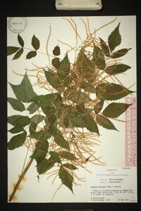 Aruncus dioicus image