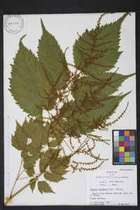 Astilbe biternata image