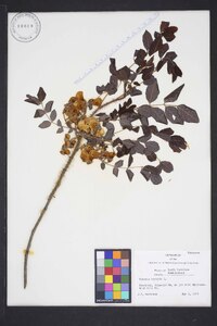 Robinia hispida image