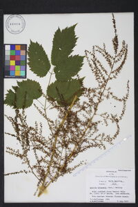 Astilbe biternata image