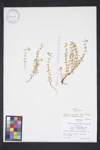 Thymus praecox subsp. arcticus image