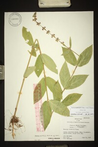 Stachys matthewsii image