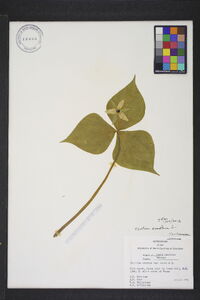 Trillium erectum image