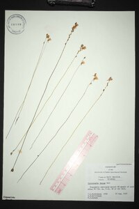 Utricularia juncea image